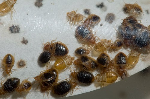 adult bed bugs scurrying on white material