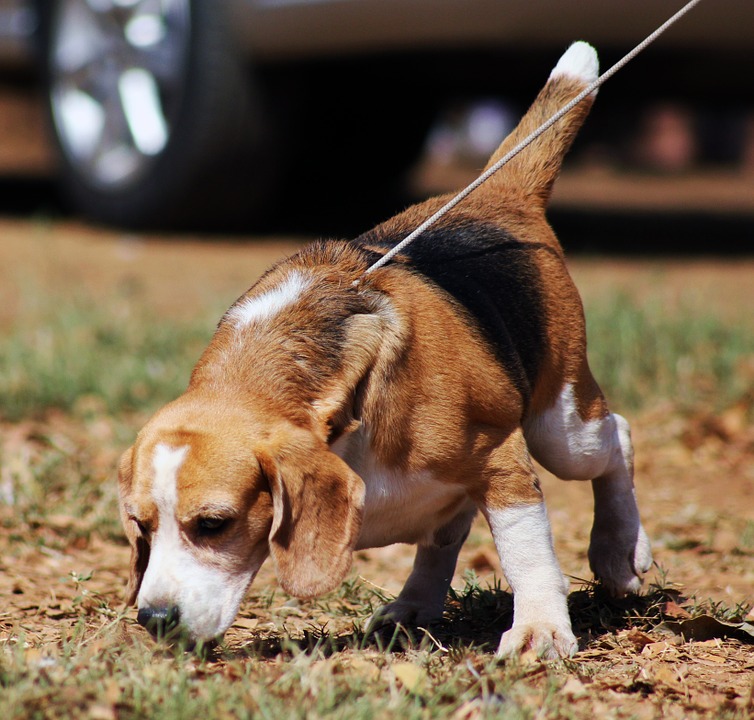 bed bug sniffing dog is detecting bed bugs