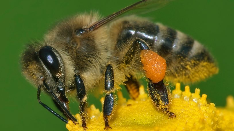 a honeybee is pollinating