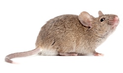 a mouse on white background