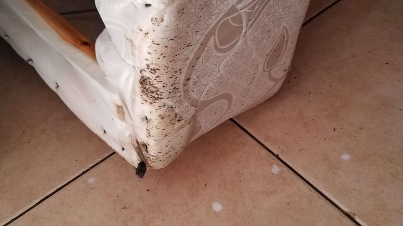 Bed Bug Treatment: Preparation & Process of Treating Bed Bugs