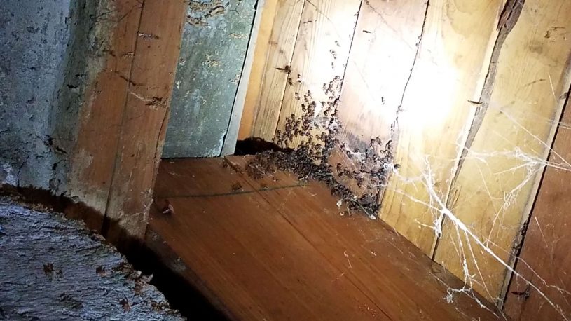 carpenter ants infestation on a wood ceiling