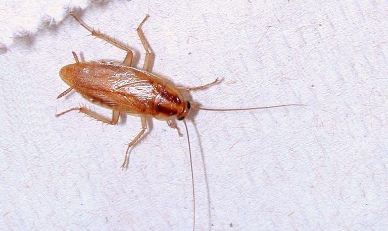 a german cockroach on textured fabric