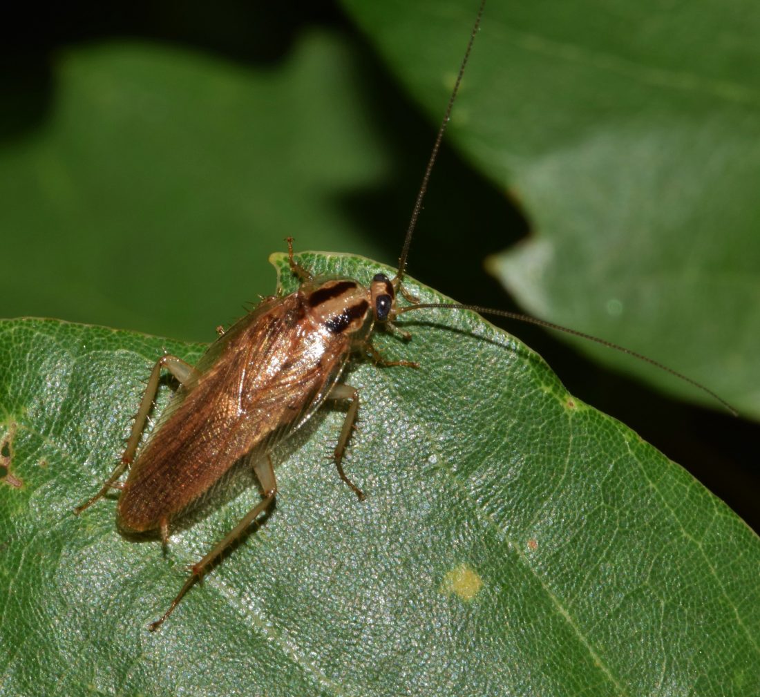 5-facts-about-german-cockroaches-you-need-to-know