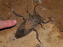 a giant water bug on soil