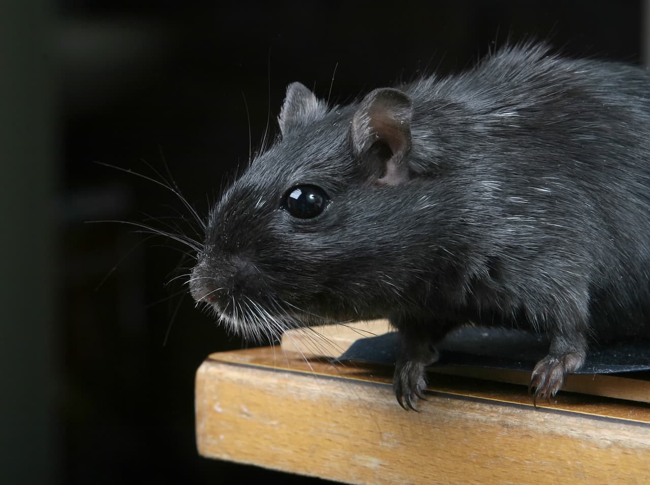 a black rat on the edge of a table