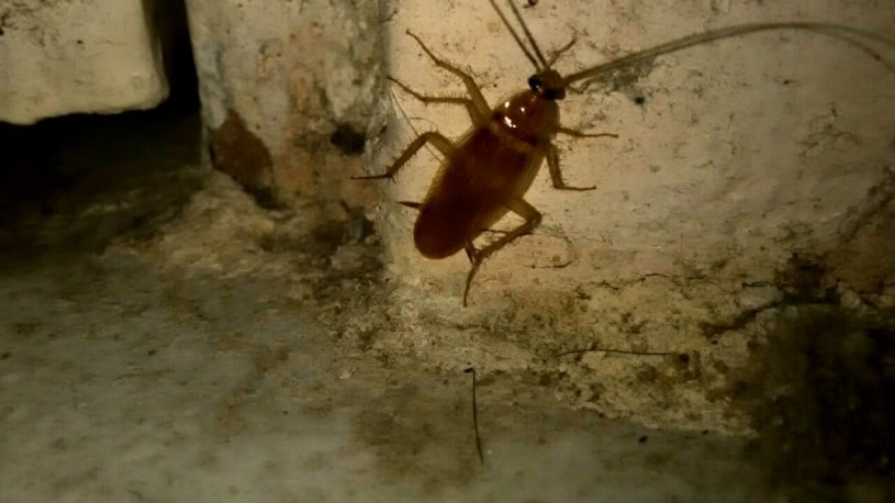 Roaches in NYC, Common Roaches in NYC: How to Keep These Nasty Pests Away