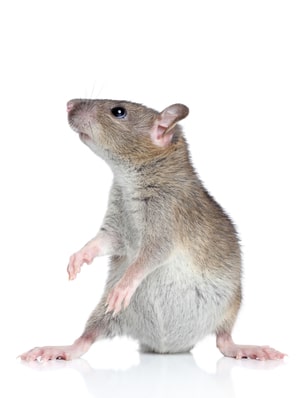 a mouse on the white background