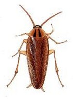 illustration of a cockroach