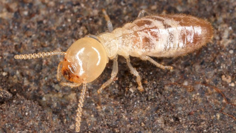 Termite on the soil