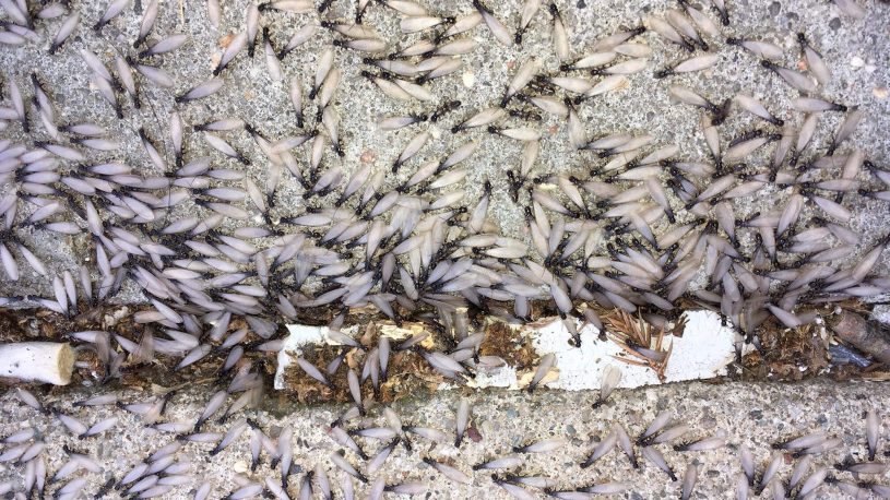 flying termites swarming