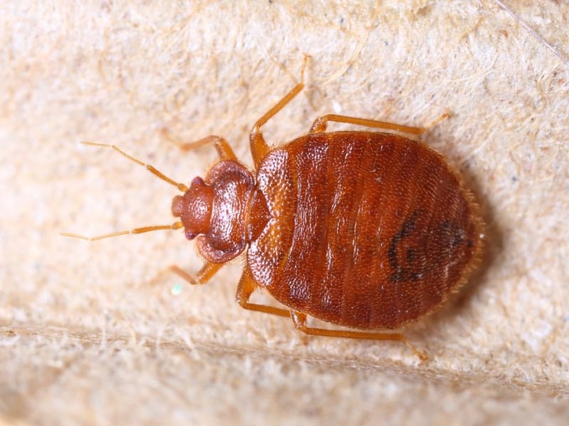 adult bed bug on the carpet