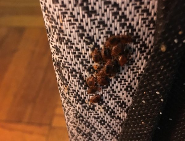 bed bug infestation on a curtain
