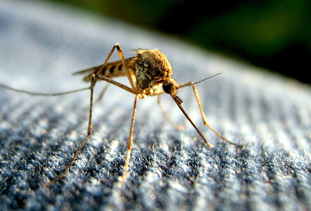 a Mosquito on a fabric