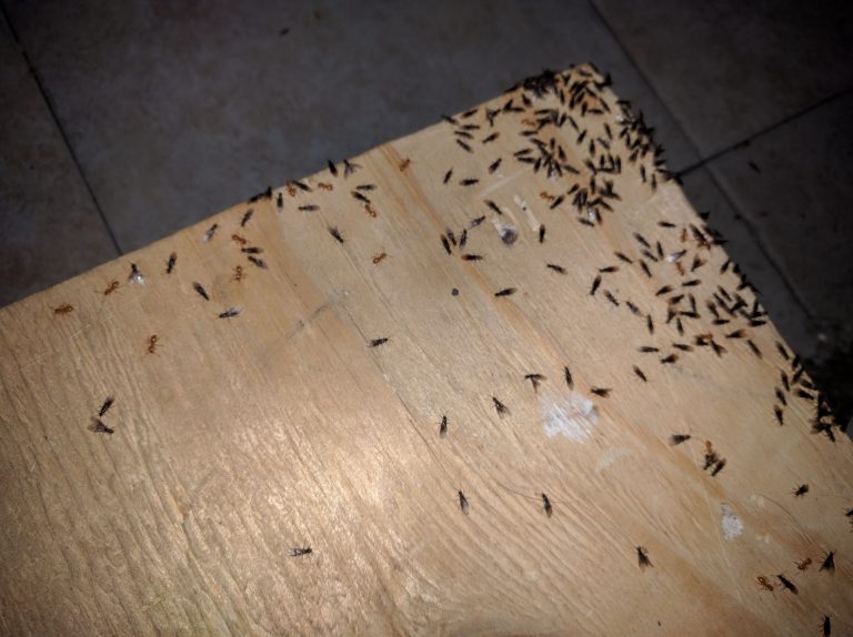 Ants infestation