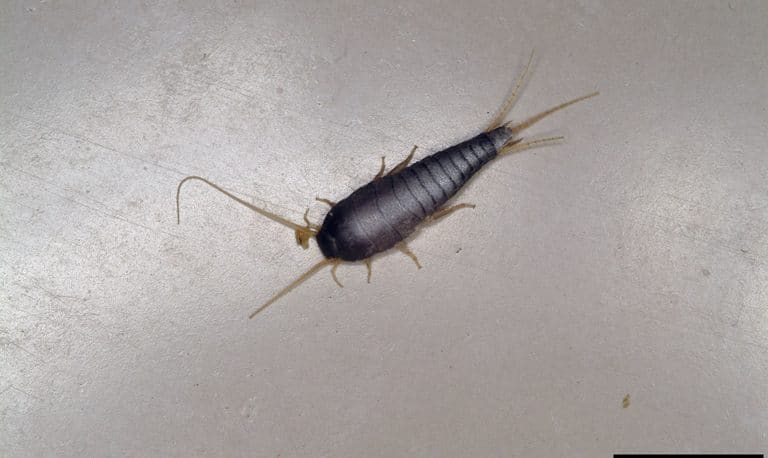 silverfish on the floor