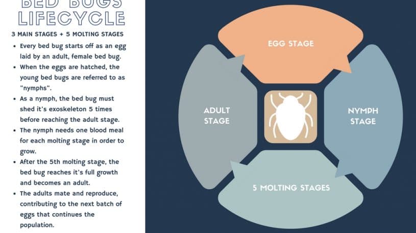 Infographic of Bed Bug Life Cycle, Lifespan of a Bed Bug