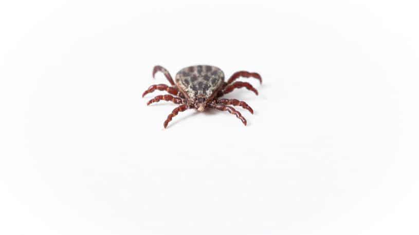 a tick on the white background