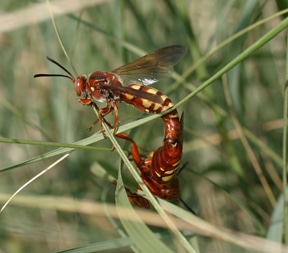 Cicada killers' body is black with pale yellow stripes running across its abdomen. 