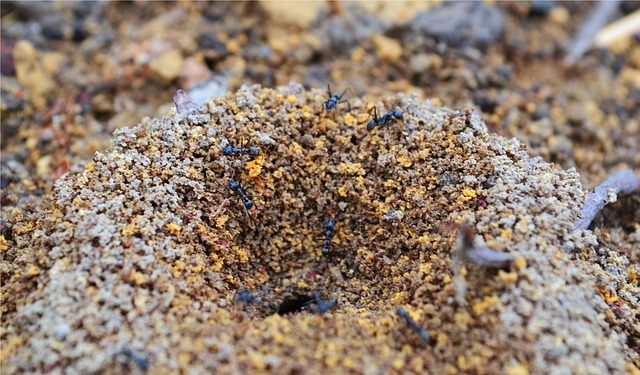 ants in the mound