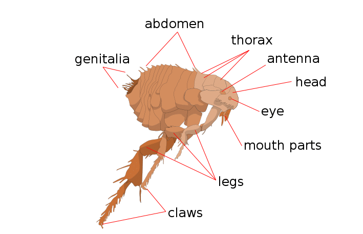 Flea anatomy with its abdomen, thorax, antenna, head, legs, claws, mouth parts and genitalia