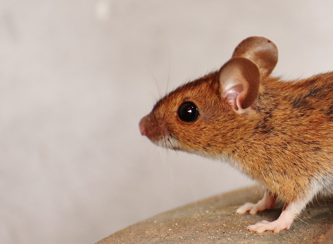 How to Catch a Mouse Killing It vs. Keeping It Alive