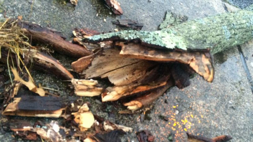 a broken tree damaged by carpenter ants