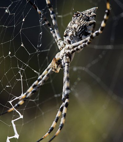 orb web spider on its web
