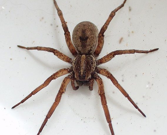 wolf spider