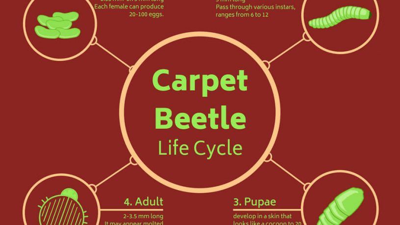 Life Cycle Of Carpet Beetle