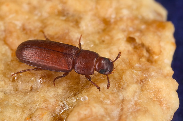 red flour beetle on a food