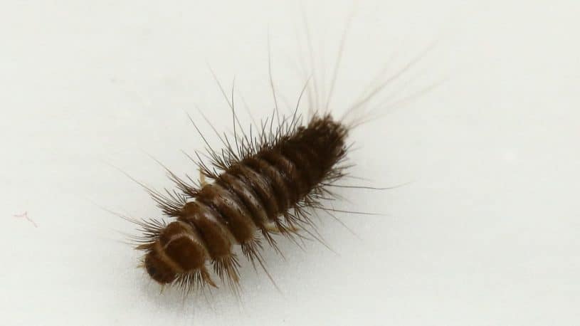 https://controlexterminating.com/wp-content/uploads/2018/07/carpet-beetle-larva-815x458.jpg