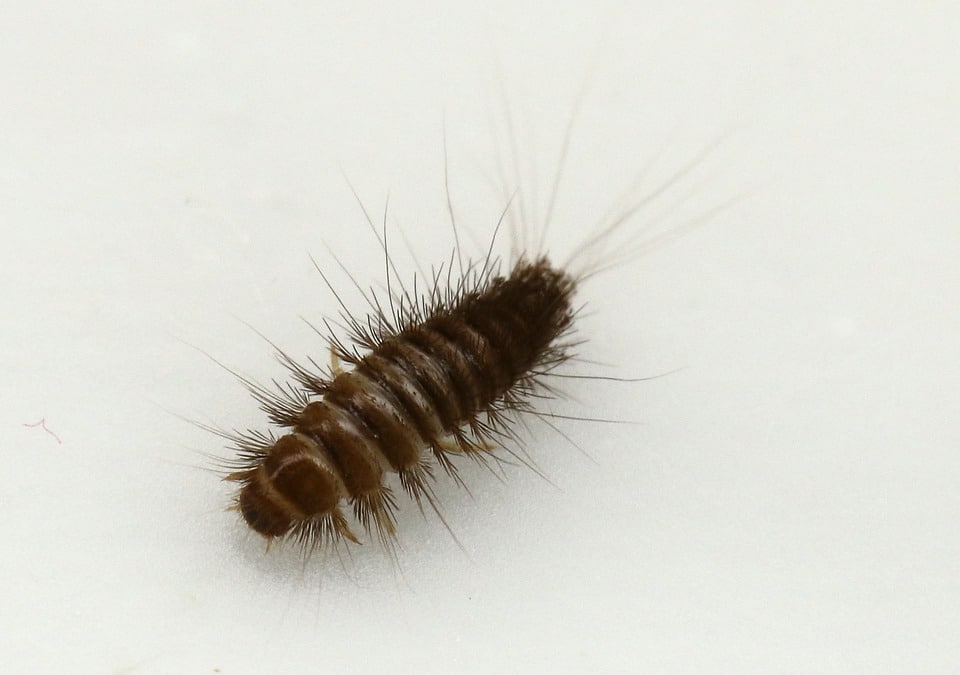 Do Carpet Beetles Live In Beds Control Exterminating Company