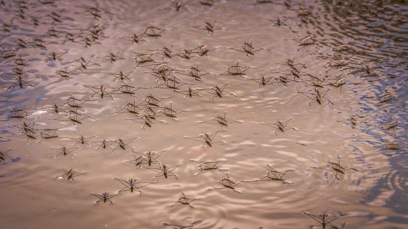 water striders on the pond surface