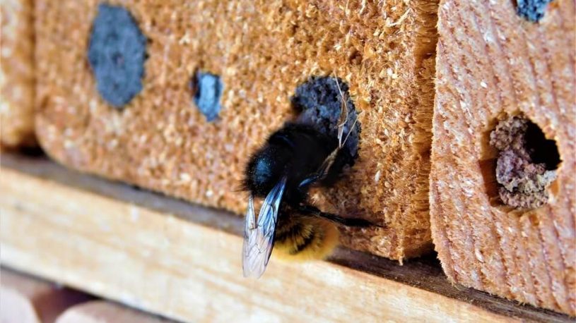 carpenter bee burrow 1