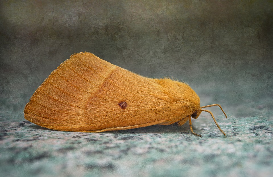 moth on the floor