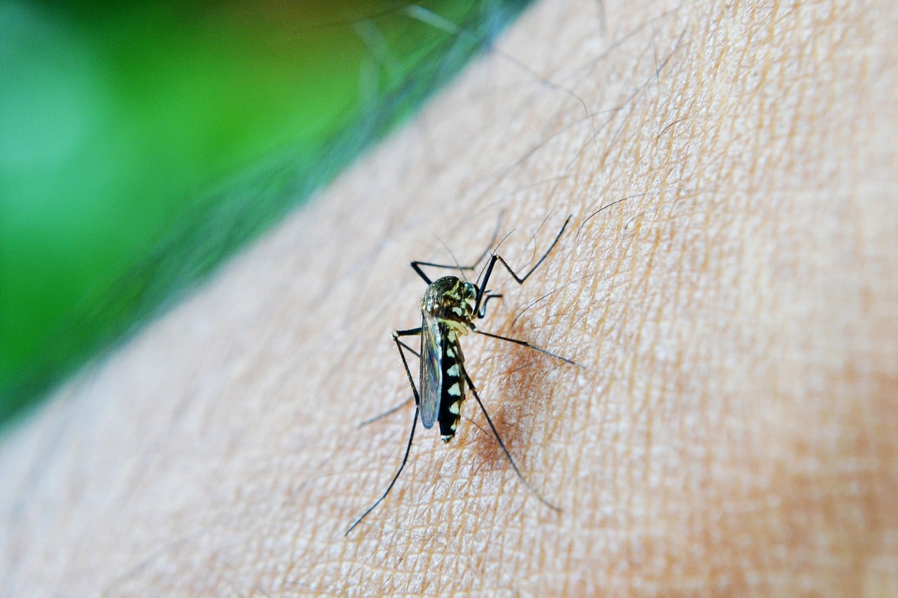 a mosquito on a person's body