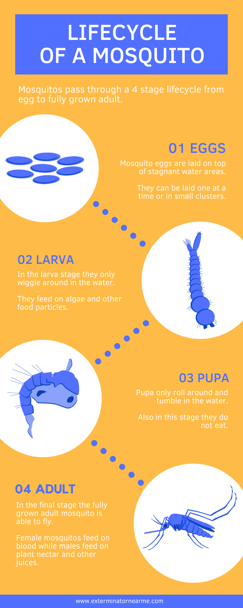 Mosquito Life Cycle (Infographic)