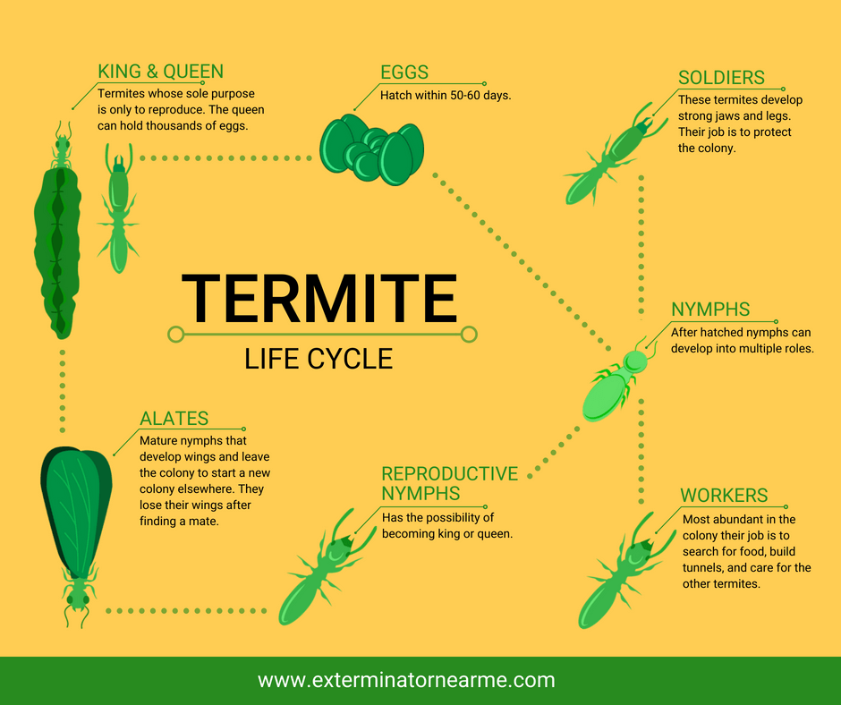 Life Cycle of Termites infographic