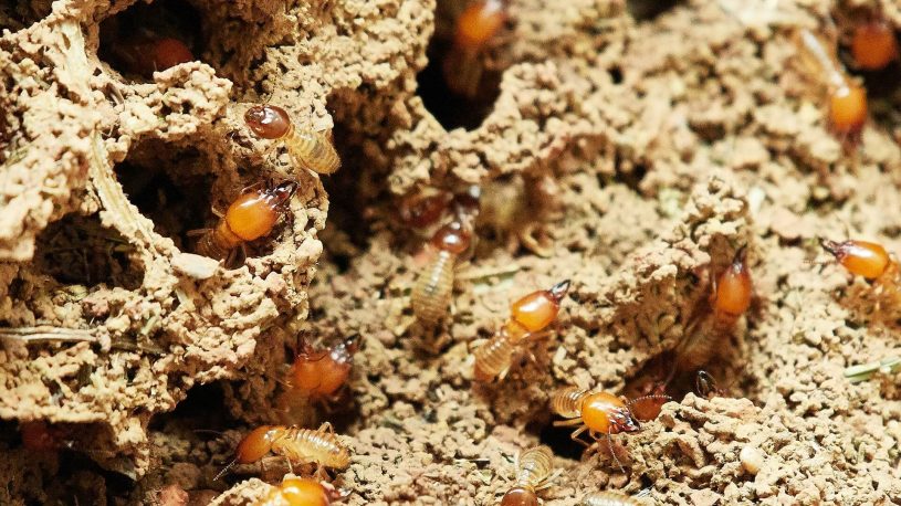 termites in soil tunnels