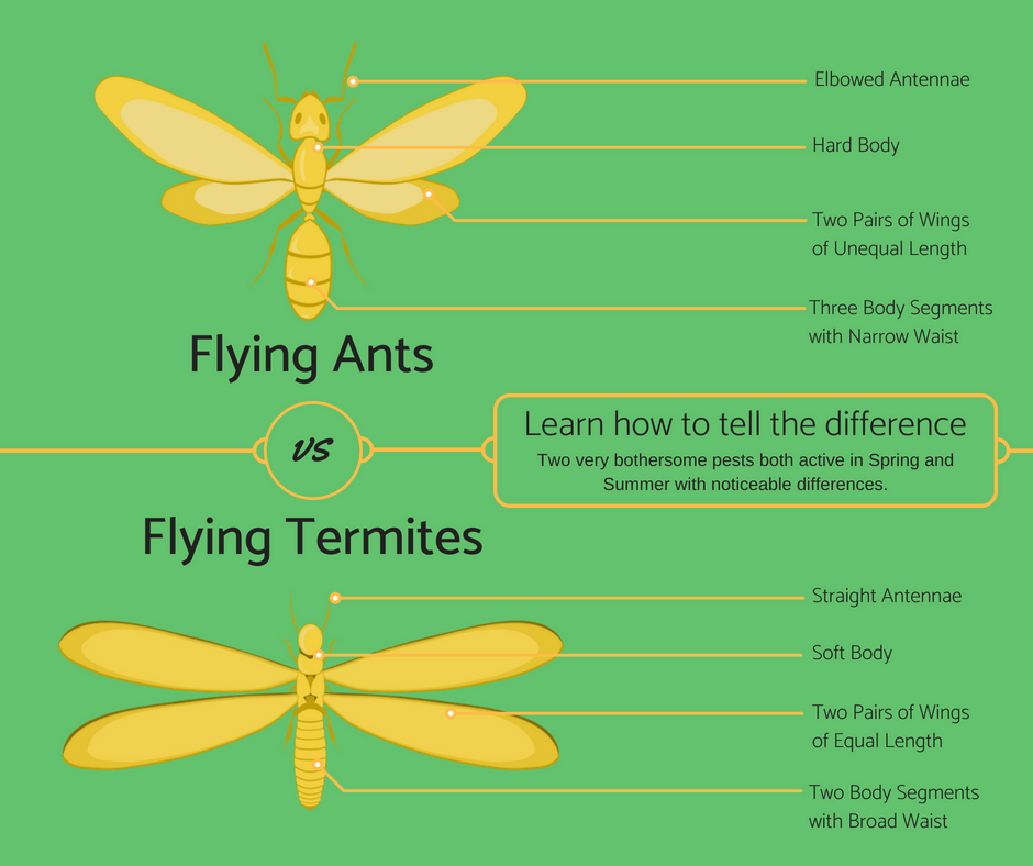 Flying Ants vs Flying Termites infographic