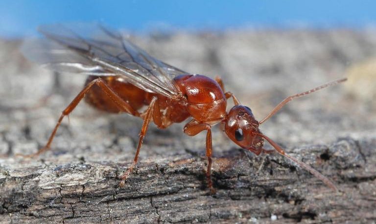 a flying ant on the wood