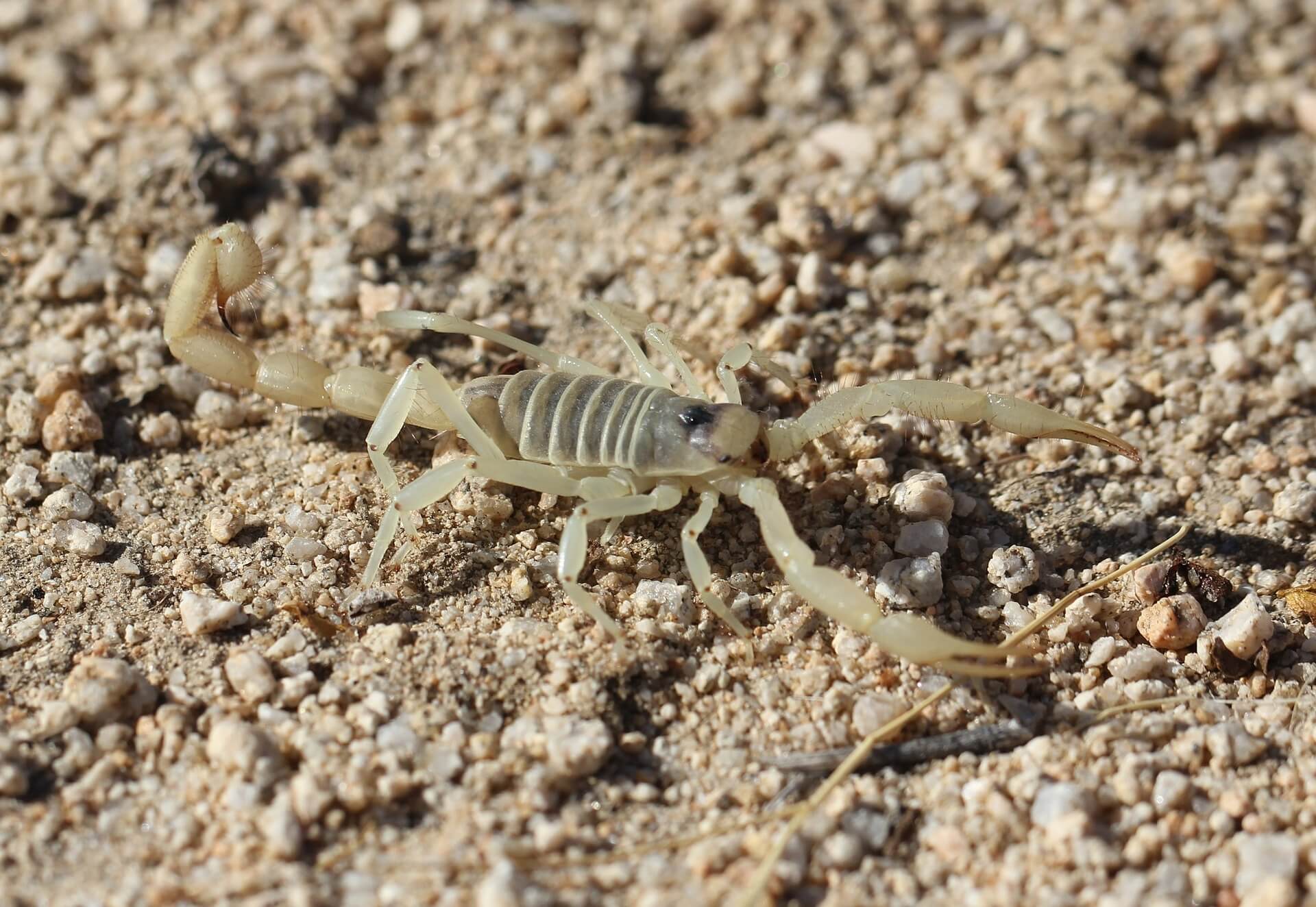 scorpion on stony ground