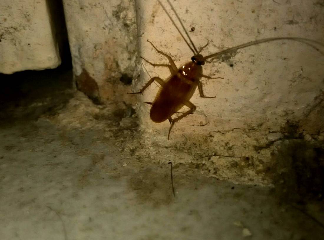 small roaches in kitchen sink