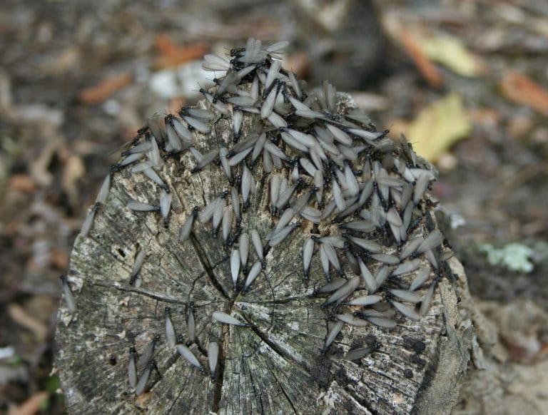 Termites Life Cycle