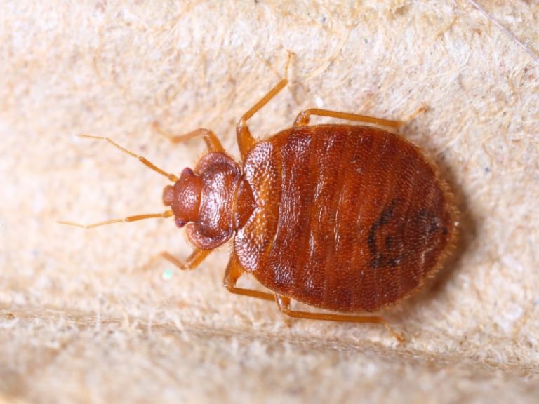 8 Most Common Household Pests in NYC