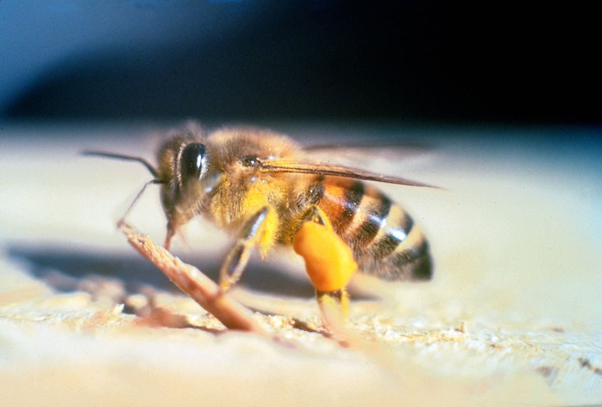 bee