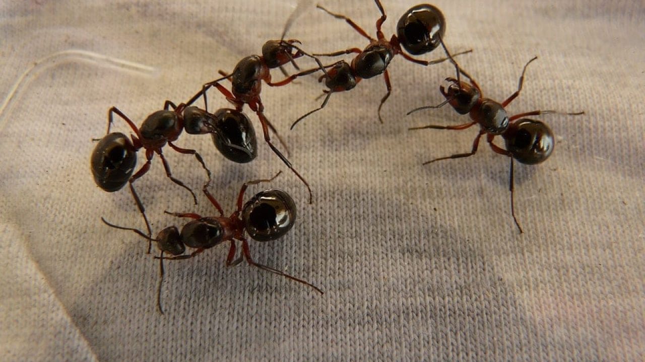 Get Rid Of The Big Black Ants Control Exterminating Company,Types Of Fabric Material