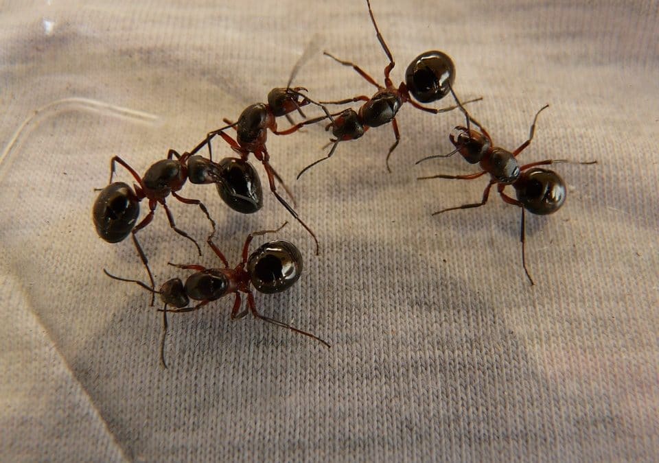 Get Rid of the Big Black Ants