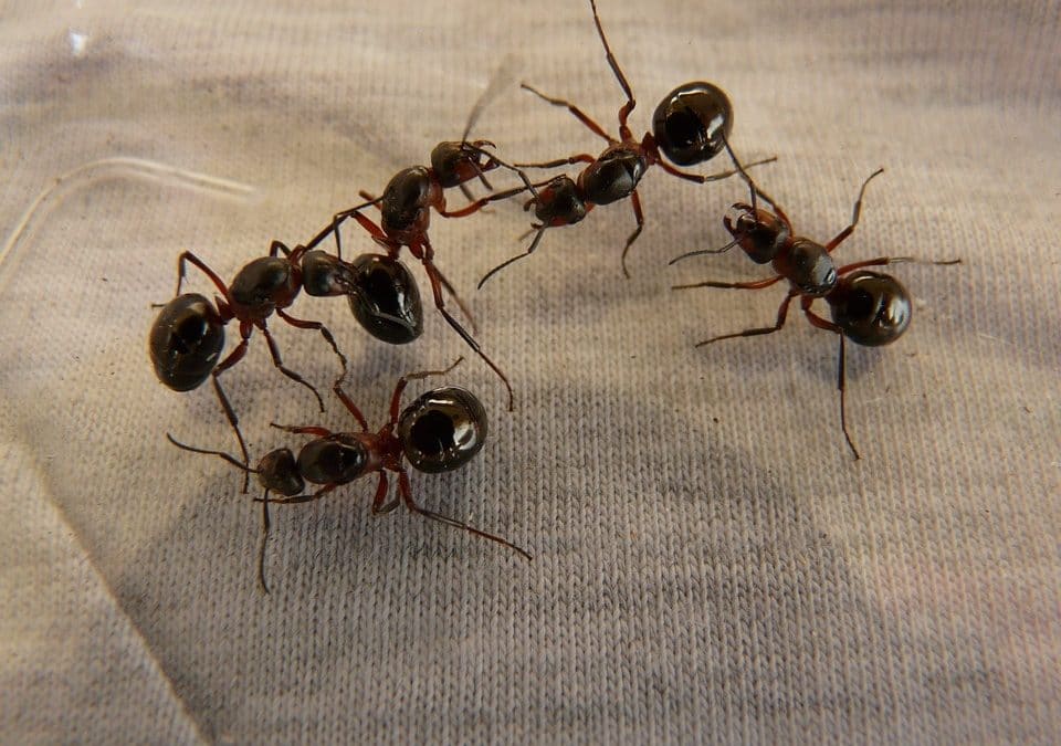 Diy Natural Ant Repellent Control